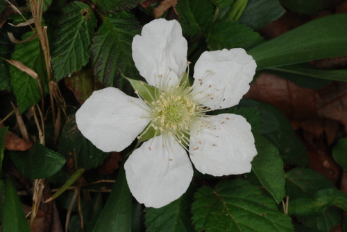 Rubus hirsutus — photo