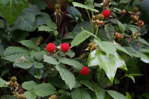 Rubus hirsutus