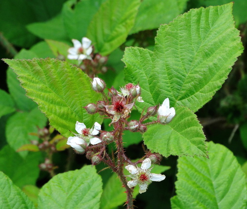 Rubus hirtus (Kupina) — photo
