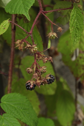 Rubus hirtus (Kupina) — photo