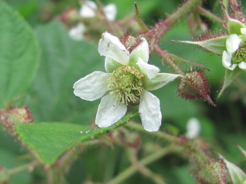 Rubus hirtus (Kupina) — photo
