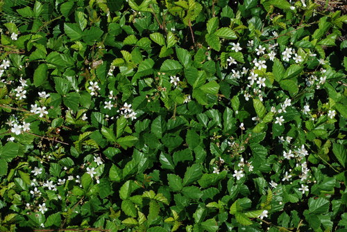 Rubus hispidus (Swamp dewberry) — photo