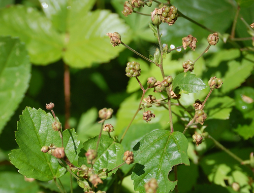 Rubus hispidus (Swamp dewberry) — photo