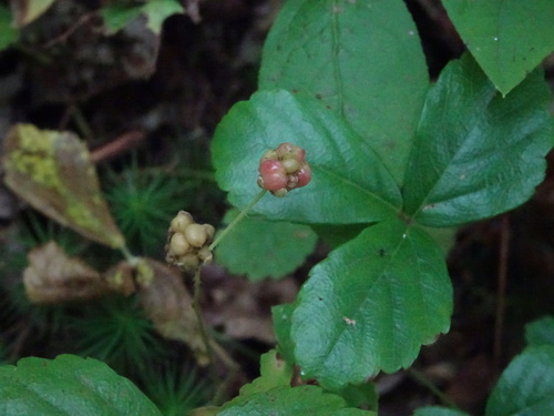 Rubus hispidus