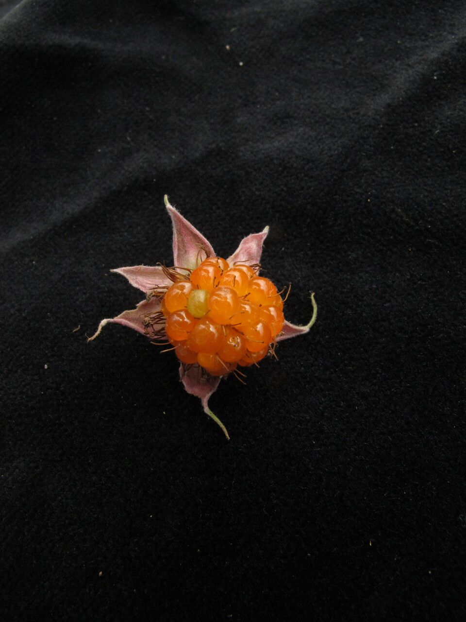 Rubus hoffmeisterianus