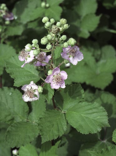Rubus ibericus — photo