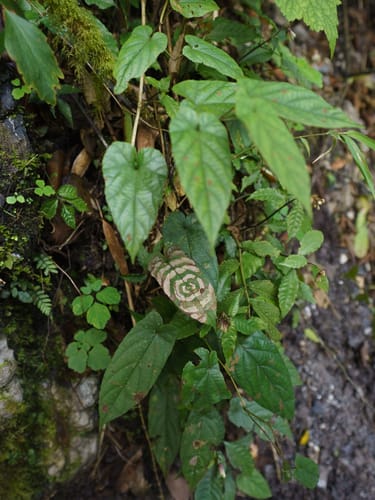 Rubus ichangensis (Yi chang xuan gou zi) — photo