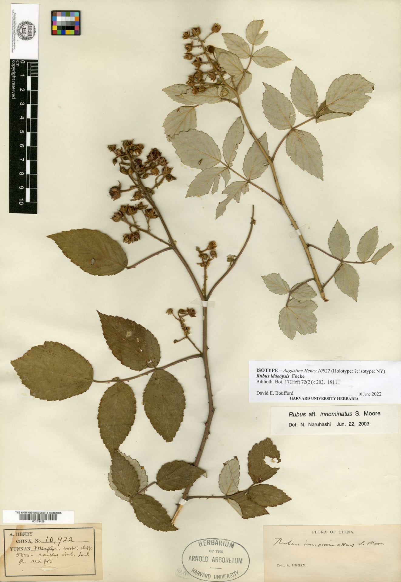 Rubus idaeopsis — photo