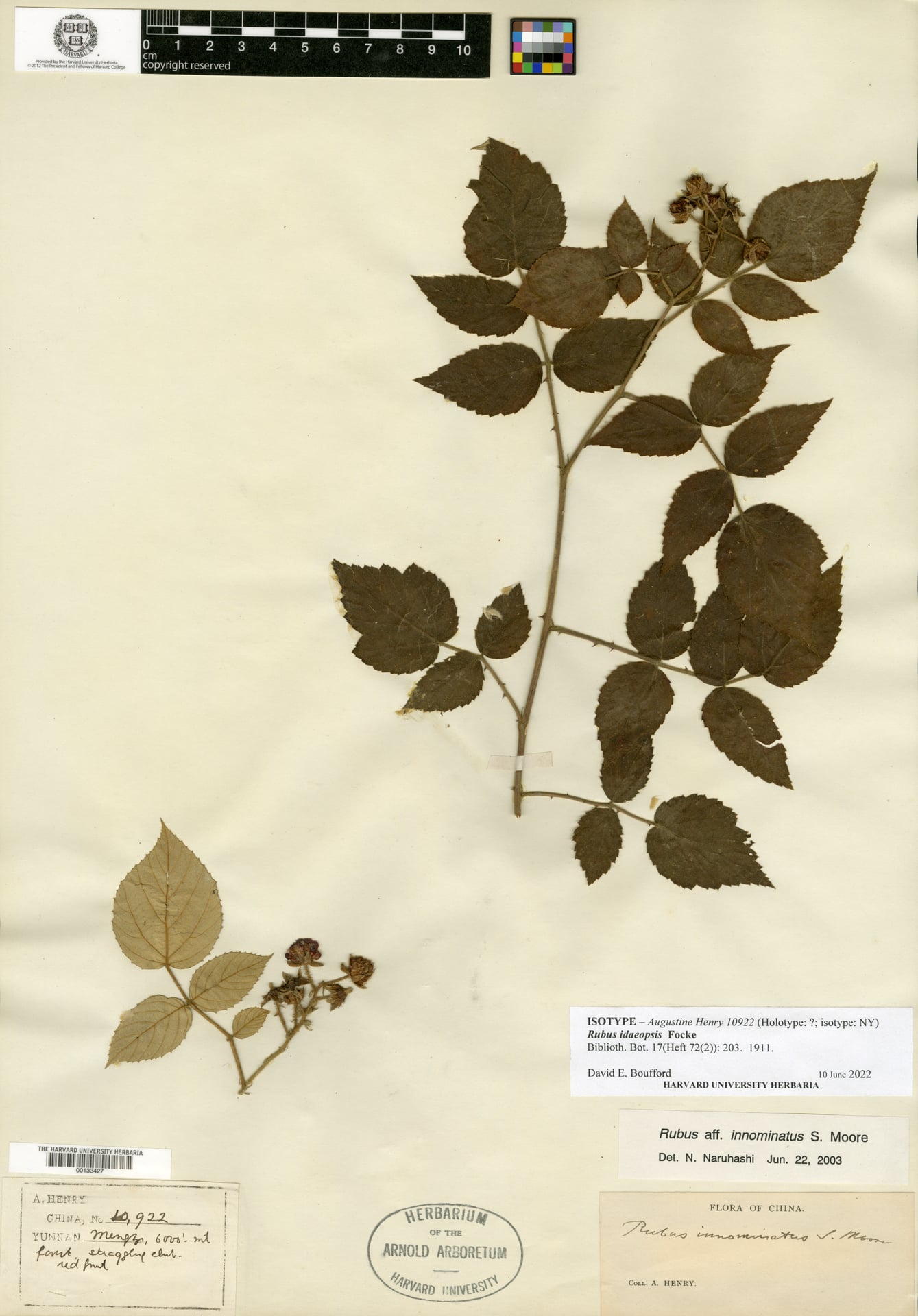 Rubus idaeopsis