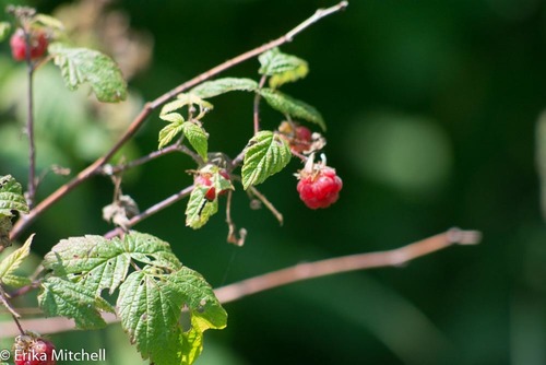 Rubus idaeus subsp. melanolasius — photo