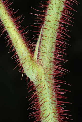 Rubus idaeus subsp. melanolasius — photo
