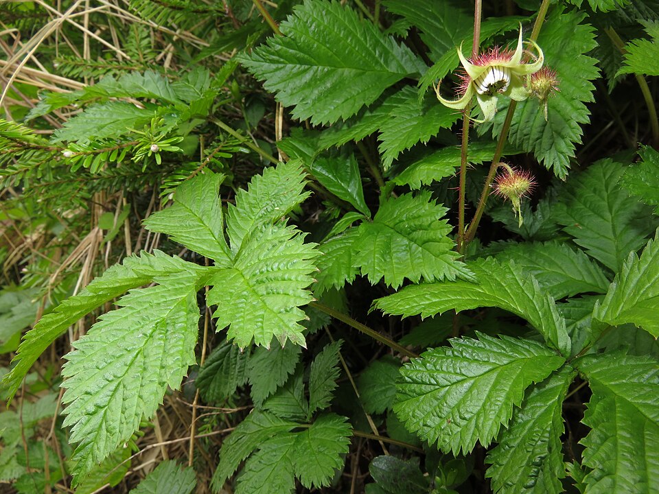Rubus ikenoensis (Japanese Rose) — photo
