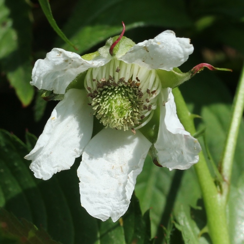 Rubus illecebrosus (Japanese strawberry-raspberry) — photo