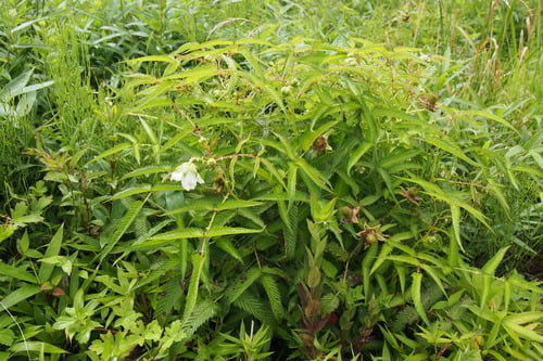Rubus illecebrosus (Japanese strawberry-raspberry) — photo