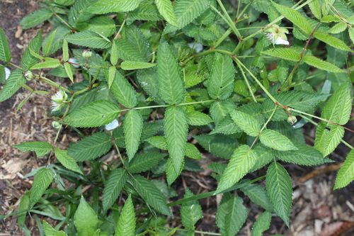 Rubus illecebrosus