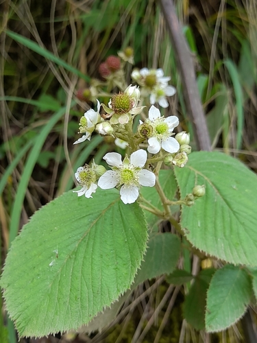 Rubus imperialis (Nhamburi) — photo