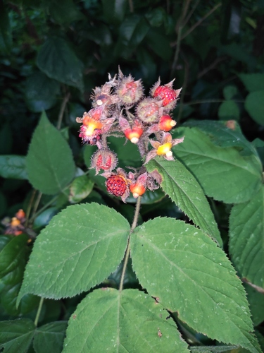 Rubus innominatus (Bai ye mei) — photo