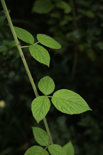 Rubus innominatus (Bai ye mei) — photo