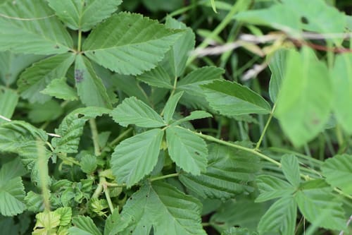Rubus invisus (Upland Dewberry) — photo