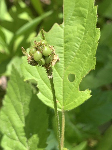 Rubus invisus