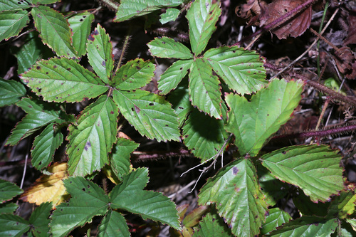 Rubus jacens
