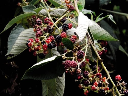 Rubus jamaicensis — photo