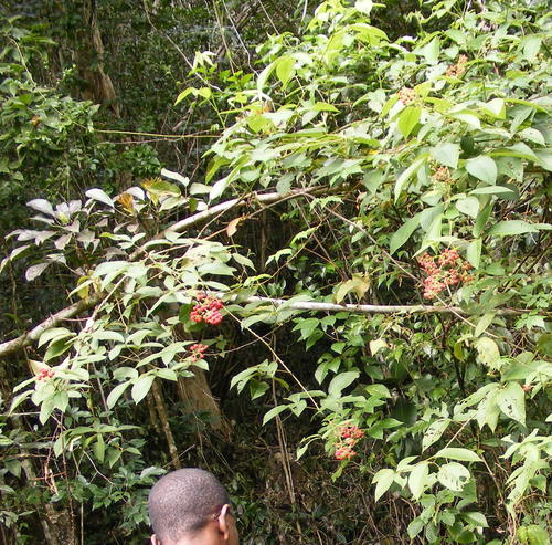 Rubus jamaicensis