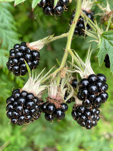 Rubus laciniatus (Cut-leaved blackberry) — photo