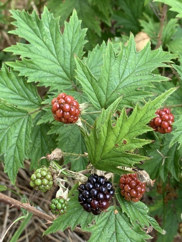 Rubus laciniatus (Cut-leaved blackberry) — photo