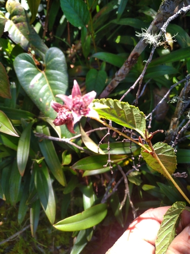 Rubus laegaardii