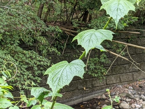 Rubus lambertianus — photo