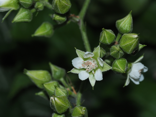 Rubus lambertianus