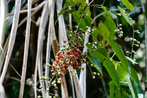 Rubus lambertianus — photo