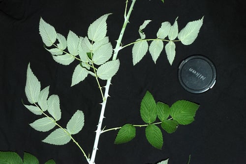 Rubus lasiocarpus (Black raspberry) — photo