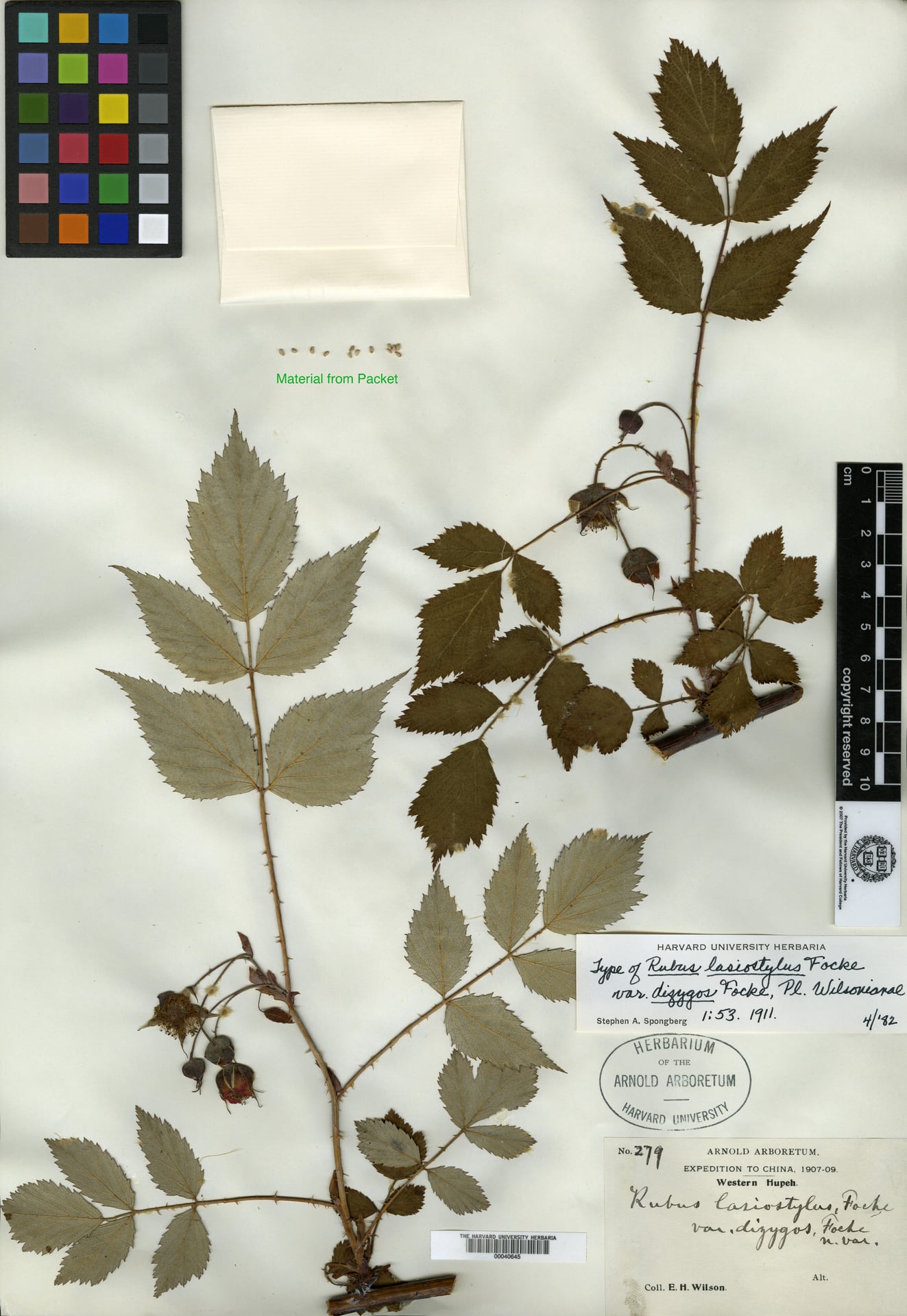 Rubus lasiostylus — photo