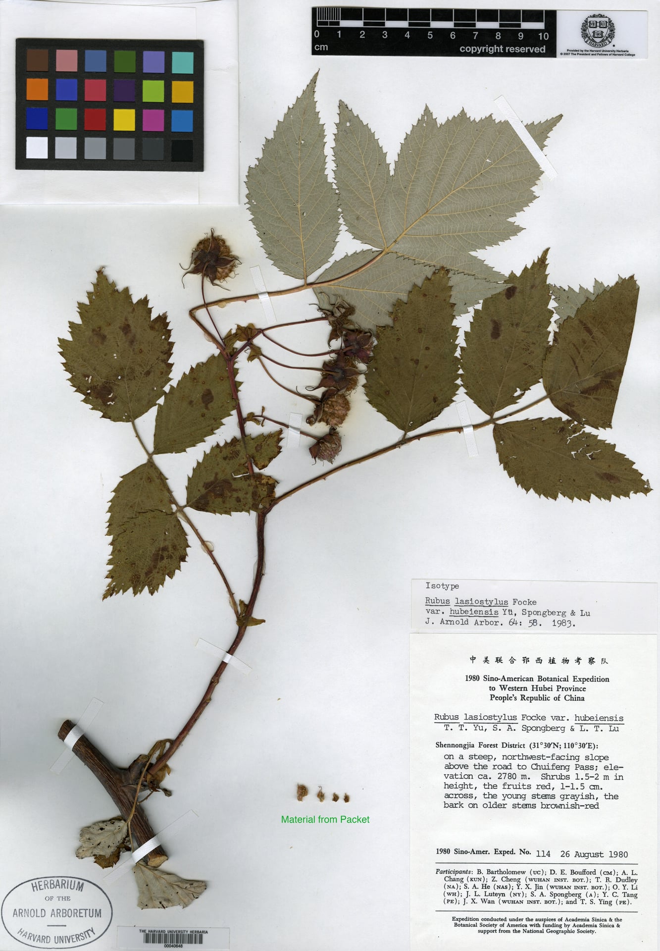 Rubus lasiostylus