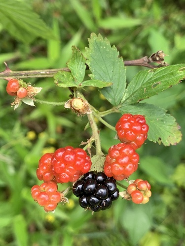Rubus laudatus (Bundy blackberry) — photo