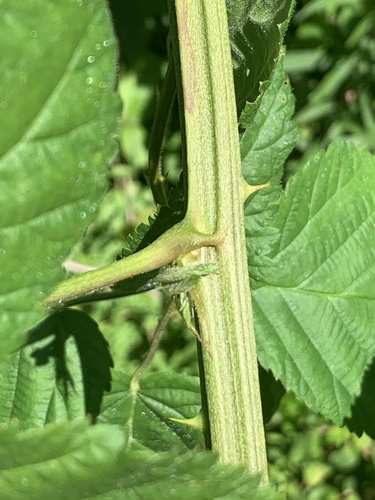 Rubus laudatus (Bundy blackberry) — photo