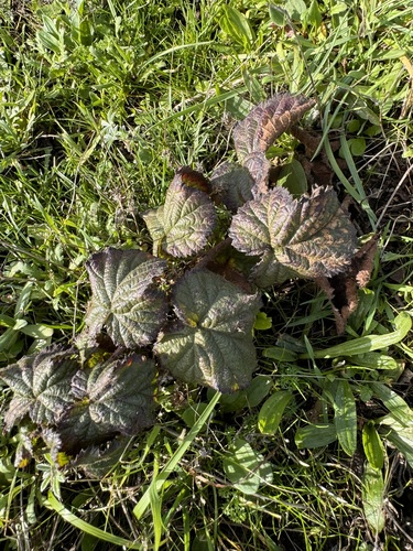 Rubus lemurum — photo