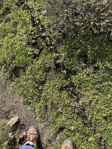Rubus lemurum — photo