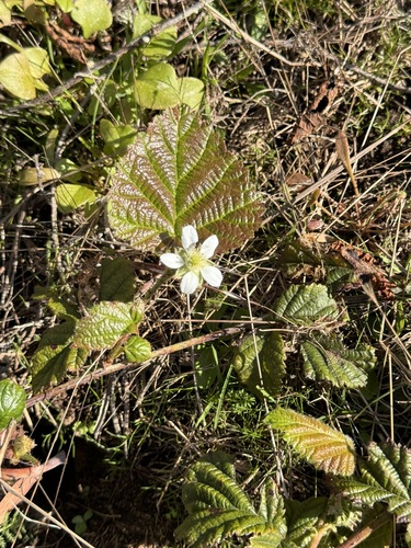 Rubus lemurum