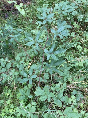 Rubus lentiginosus — photo