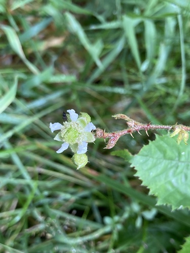 Rubus lentiginosus — photo