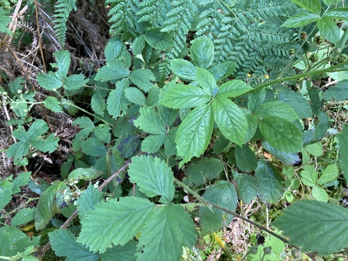 Rubus lentiginosus