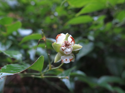 Rubus leucanthus — photo