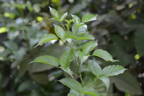 Rubus leucanthus