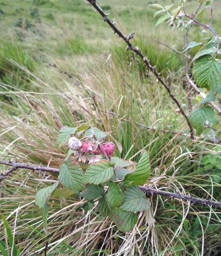 Rubus leucocarpus — photo