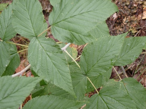 Rubus leucodermis (Whitebark raspberry) — photo
