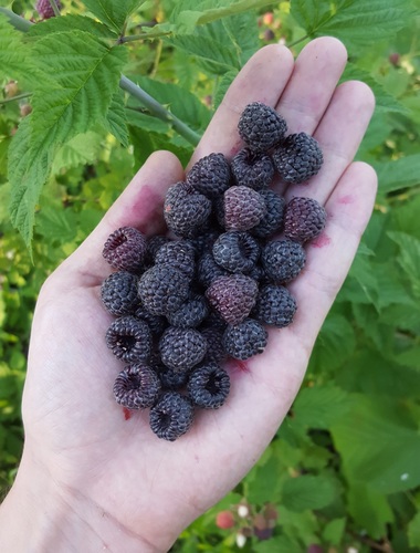 Rubus leucodermis (Whitebark raspberry) — photo