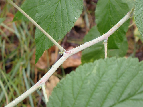 Rubus leucodermis